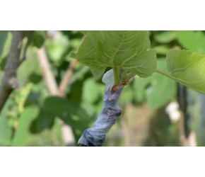 如何选择合适的果树嫁接技术？分享三种好用的嫁接技术和注意事项，看看你有没有踩雷