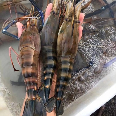 生冻罗氏虾大头虾活冻罗氏沼虾冰鲜大虾餐厅自助餐淡水虾河虾图3