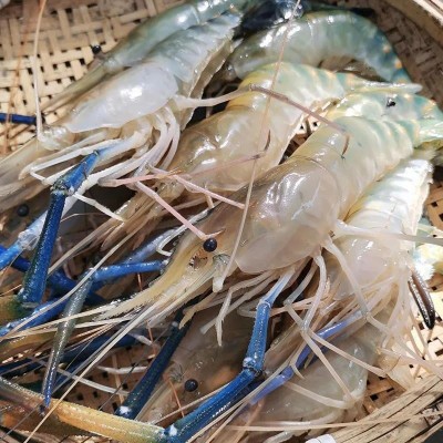 生冻罗氏虾大头虾活冻罗氏沼虾冰鲜大虾餐厅自助餐淡水虾河虾图2