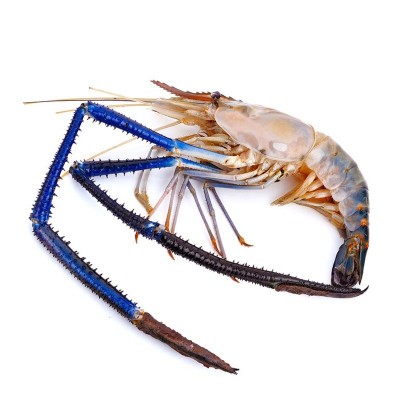 生冻罗氏虾大头虾活冻罗氏沼虾冰鲜大虾餐厅自助餐淡水虾河虾图4