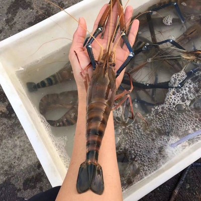 生冻罗氏虾大头虾活冻罗氏沼虾冰鲜大虾餐厅自助餐淡水虾河虾图5