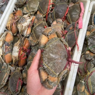 生冻孟加拉缅甸野生青蟹肉蟹膏蟹螃蟹黑海蟹铁泥波格力蟹