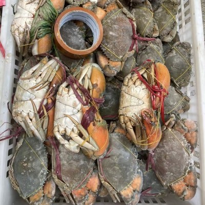 生冻孟加拉缅甸野生青蟹肉蟹膏蟹螃蟹黑海蟹铁泥波格力蟹图3