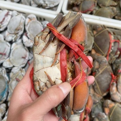 生冻孟加拉缅甸野生青蟹肉蟹膏蟹螃蟹黑海蟹铁泥波格力蟹图2