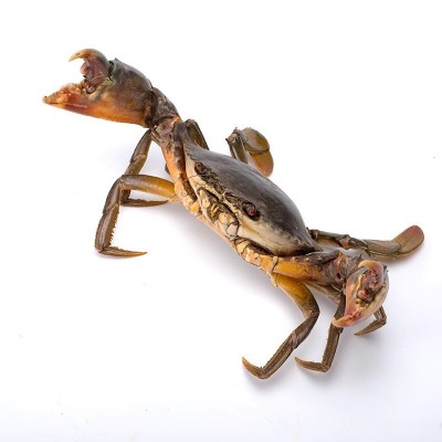 生冻孟加拉缅甸野生青蟹肉蟹膏蟹螃蟹黑海蟹铁泥波格力蟹图4