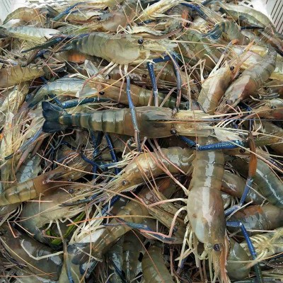 冰鲜罗氏沼虾大虾海鲜水产大排档酒楼食材鲜虾冷冻罗氏虾商用批发图3