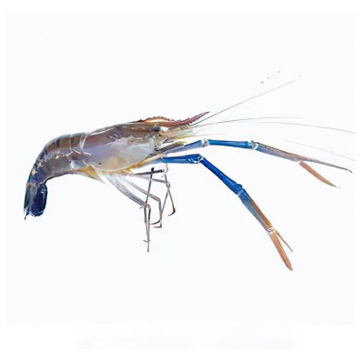 冰鲜罗氏沼虾大虾海鲜水产大排档酒楼食材鲜虾冷冻罗氏虾商用批发图5