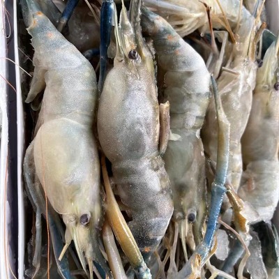 冰鲜罗氏沼虾大虾海鲜水产大排档酒楼食材鲜虾冷冻罗氏虾商用批发图2