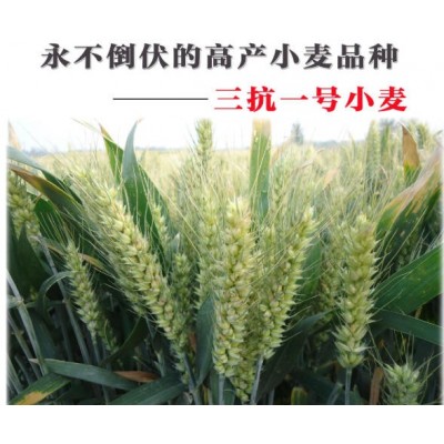 矮杆高产抗倒伏小麦三抗1号图5
