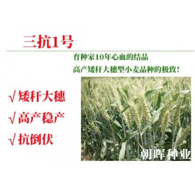 矮杆高产抗倒伏小麦三抗1号