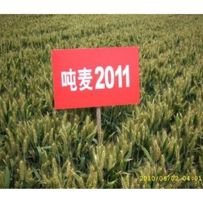 小麦种子——超高产吨麦2011图2
