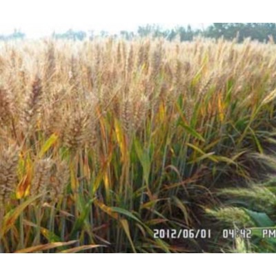 全面超越济麦22与矮抗58的-矮优王小麦图4