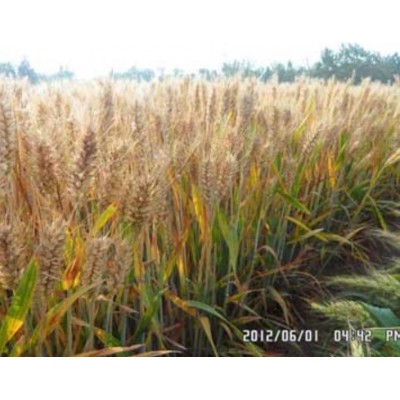 全面超越济麦22与矮抗58的-矮优王小麦图3