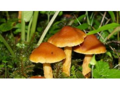 云南省南华县野生菌产业：山林藏珍馐 寻菌正当时