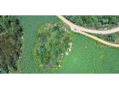 昆明禄劝：雪莲果铺就乡村振兴“甜蜜路”