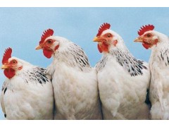 肉鸡养殖多久出栏？一场与时间、品质的博弈