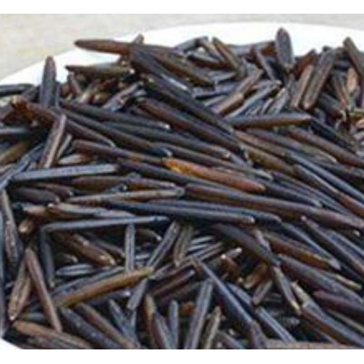 北美土特产野米，冰湖松针米格图2