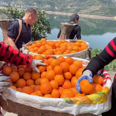 夏橙橙子伦晚脐橙正宗秭归纽荷尔10斤新鲜水果斤应季果冻甜橙图3