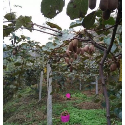 修文猕猴桃之古驿猕香图4