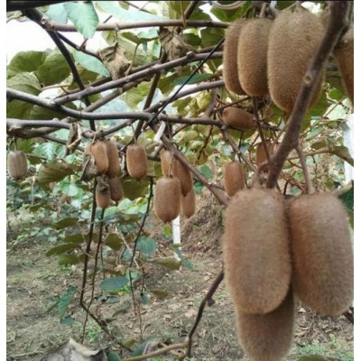 修文猕猴桃之古驿猕香图5