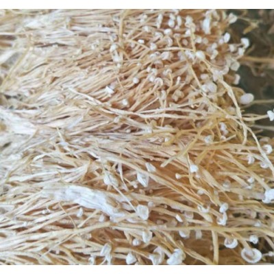 工厂化白金针菇干品图5