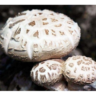 秦农合作社大量供应新鲜香菇，各种花菇图3