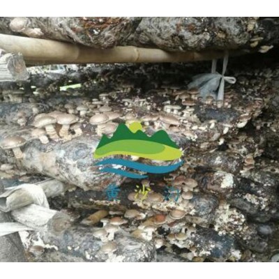 西安新鲜香菇批发|西安新鲜春菇销售|蓝田有机香菇种植基地图4