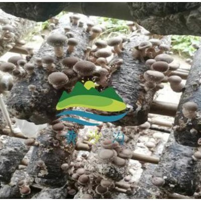 西安新鲜香菇批发|西安新鲜春菇销售|蓝田有机香菇种植基地图2