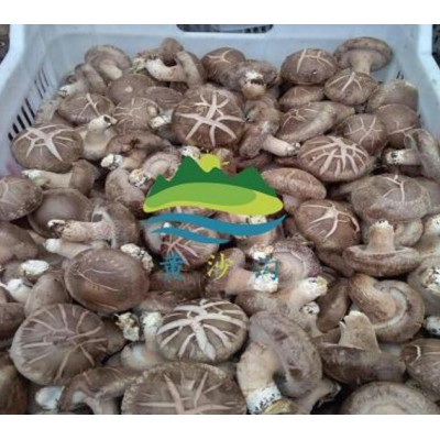 西安新鲜香菇批发|西安新鲜春菇销售|蓝田有机香菇种植基地图5