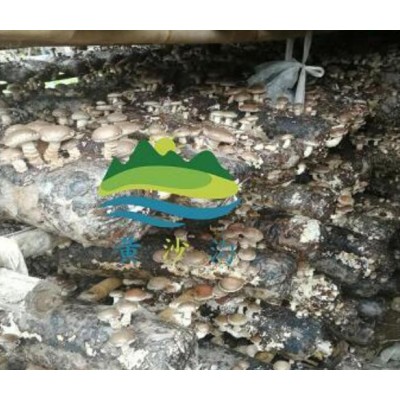 陕西花菇香菇批发|西安香菇种销售|蓝田有机香菇批发