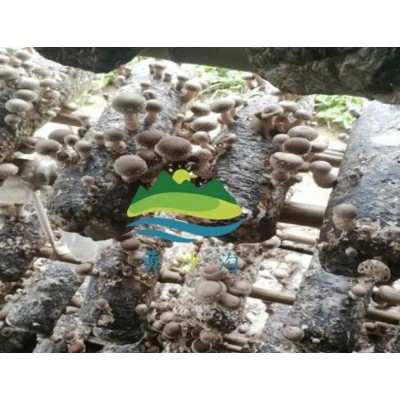 陕西花菇香菇批发|西安香菇种销售|蓝田有机香菇批发图3