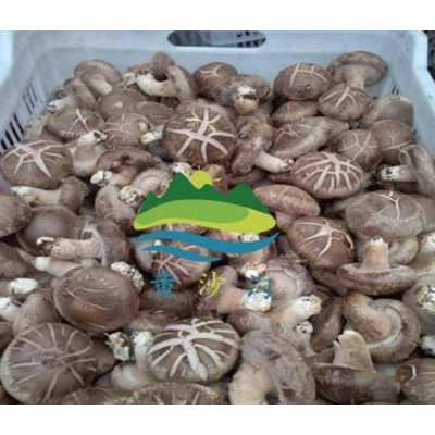 陕西花菇香菇批发|西安香菇种销售|蓝田有机香菇批发图2