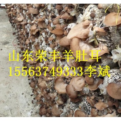 羊肚耳产地批发图5