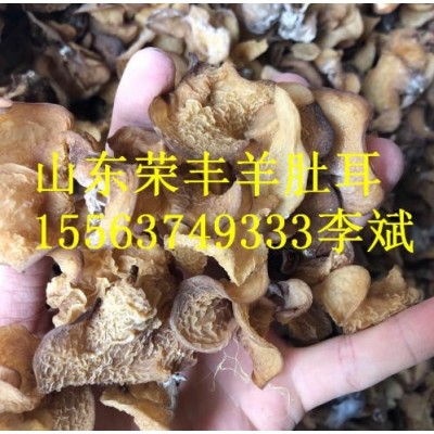 羊肚耳产地批发图2