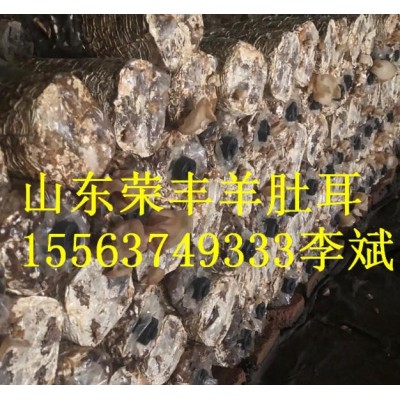 羊肚耳产地批发图4