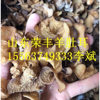 羊肚耳产地批发图3