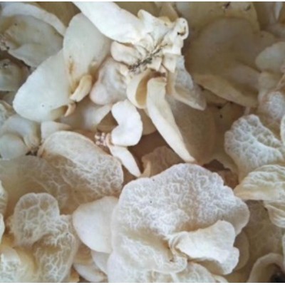 羊肚耳产地批发