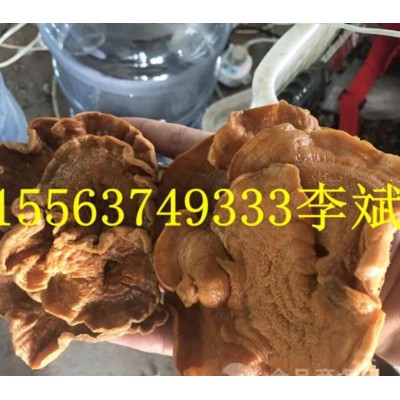 榆耳产地直销批发图4