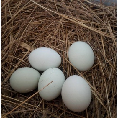 纯散养绿皮鸡蛋