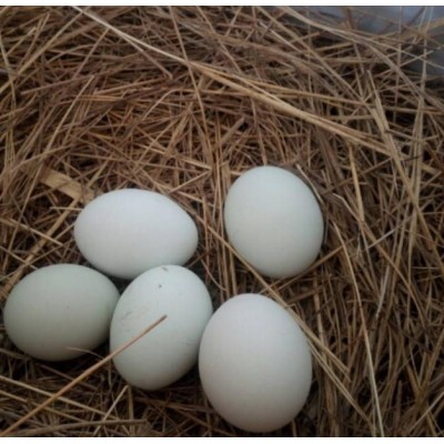 黑羽乌骨鸡蛋，绿皮鸡蛋 柴鸡蛋 山里养的土鸡蛋图2