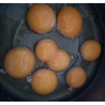 黑羽乌骨鸡蛋，绿皮鸡蛋 柴鸡蛋 山里养的土鸡蛋图7