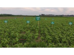 西华县开展农作物田间试验  助推科学施肥增效