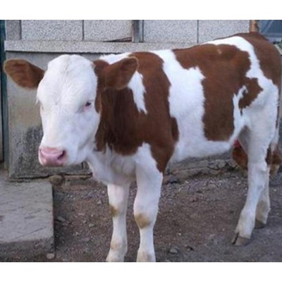 夏洛莱牛低价格育肥肉牛犊