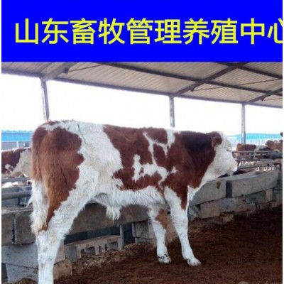 夏洛莱牛低价格育肥肉牛犊图5