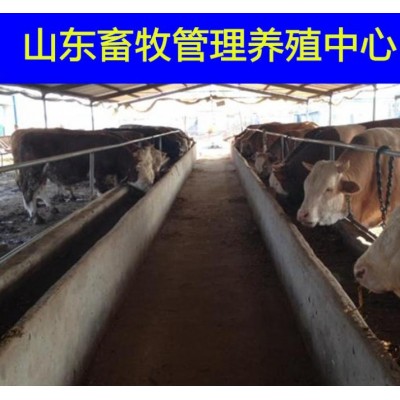 夏洛莱牛低价格育肥肉牛犊图4