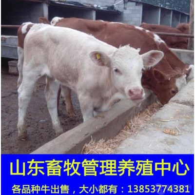 黄牛肉牛犊养殖场改良育肥肉牛犊图2