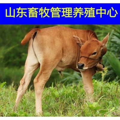 黄牛肉牛犊养殖场改良育肥肉牛犊图4