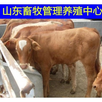 改良肉牛犊养殖鲁西黄牛小牛价格图3