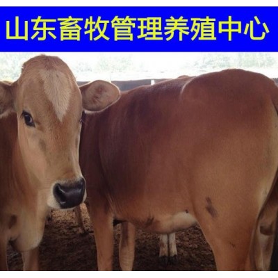 改良肉牛犊养殖鲁西黄牛小牛价格图4