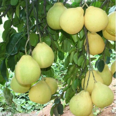 柚子/蜜柚产地/蜜柚价格图2